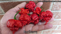 Hurt Berry - Pepper Seeds - White Hot Peppers